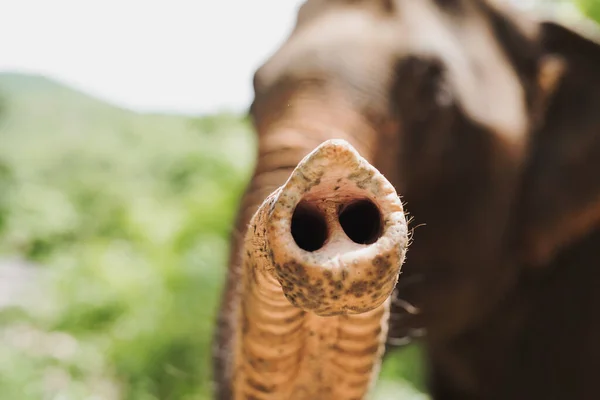 Ελέφαντες Κορμό Κοντά Shot — Φωτογραφία Αρχείου