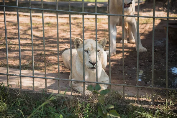 Λευκή Τίγρης Στο Ζωολογικό Κήπο — Φωτογραφία Αρχείου