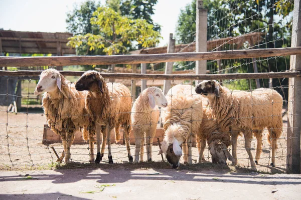 Grupa Owiec Gospodarstwie — Zdjęcie stockowe