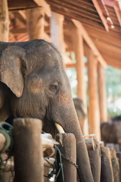 Elephant Zoo — Stock Photo, Image
