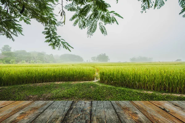 ウッドフロアと米畑 — ストック写真