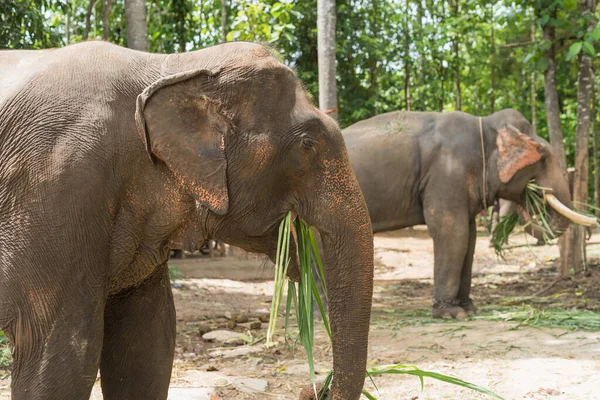 Ελέφαντες Τρώνε Γρασίδι Στο Ζωολογικό Κήπο — Φωτογραφία Αρχείου