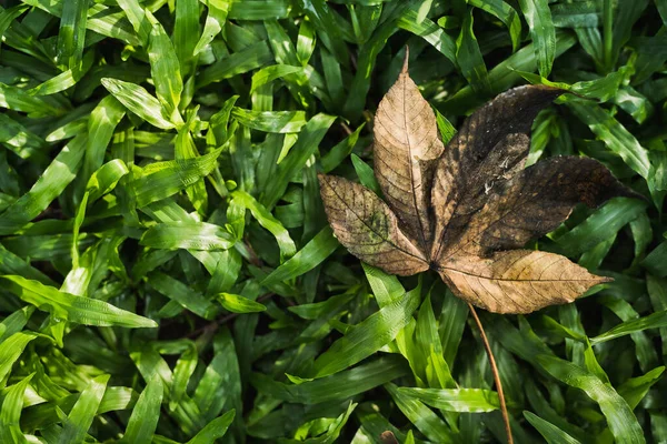 Frunzele Toamnă Căzute Aruncă Umbra Ascuțită Câmpul Verde — Fotografie, imagine de stoc