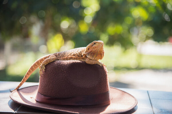 orange Iguana on hat
