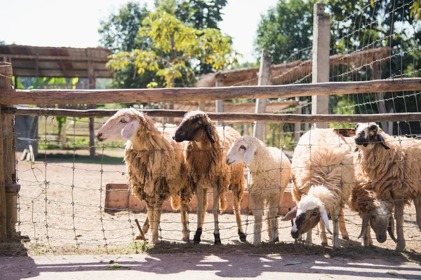 Группа Овец Ферме — стоковое фото