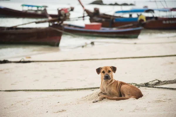 懒狗在沙滩上放松 — 图库照片