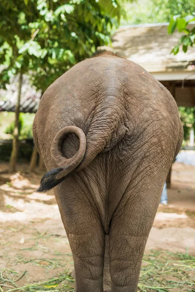 Vista Posterior Del Elefante Zoológico —  Fotos de Stock