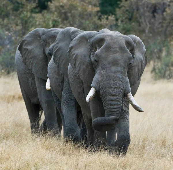 Hermosos Elefantes Vida Silvestre Mundo —  Fotos de Stock