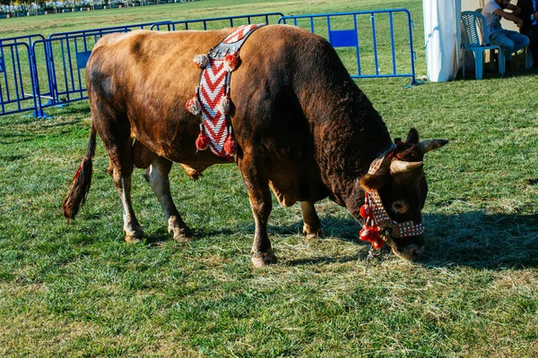 Brown Bull Traditional Turkish Fabric Green Grass — Stock Photo, Image