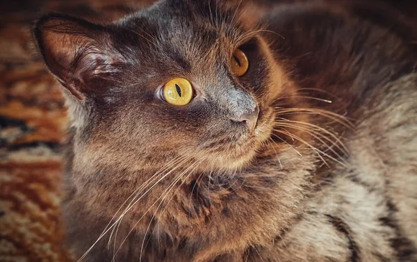 Πορτρέτο Μιας Μακρυμάλλης Γκρίζας Γάτας Nebelung Close — Φωτογραφία Αρχείου