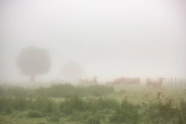 Αγελάδες Ομιχλώδες Λιβάδι Πρωί Κοντά Στον Ποταμό Σηκουάνα Στη Βόρεια — Φωτογραφία Αρχείου