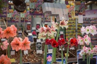  Çiçek pazarındaki güzel bitkiler