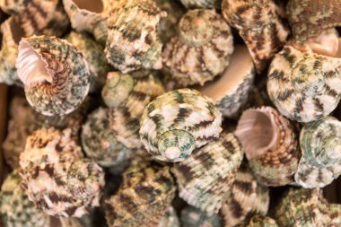 Soyut doğa geçmişi. Kabuk arkaplanı