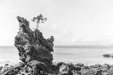 Lonely tree growing on a cliff