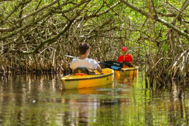 BİRLİK, FLORIDA, ABD - 31 AĞUSTOS: Mangrov 'da turist kanosu