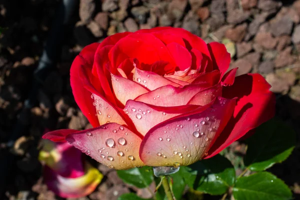 Floração Bela Rosa Fresca Colorida Com Orvalho Pétalas — Fotografia de Stock