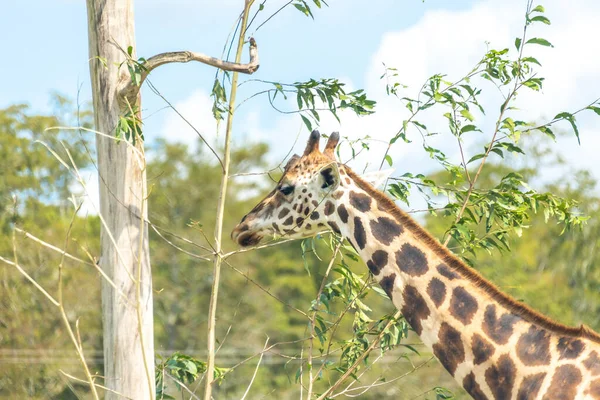 Giraffe Eating Leaves Dry Tree — Stock Photo, Image