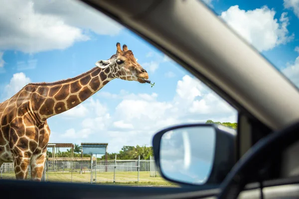 Vista Carro Girafa Carro Através Zoológico Safári — Fotografia de Stock