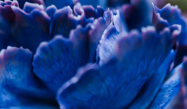 Αφηρημένο Φόντο Λουλουδιών Μπλε Λουλούδι Γαρύφαλλο Μακρο Λουλούδια Φόντο Για — Φωτογραφία Αρχείου