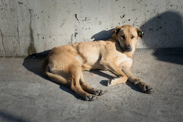 Bezpański Pies Jest Ulicy Jako Samotny Koncepcja — Zdjęcie stockowe