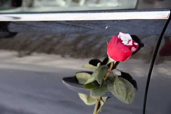 Красная Роза Близко — стоковое фото