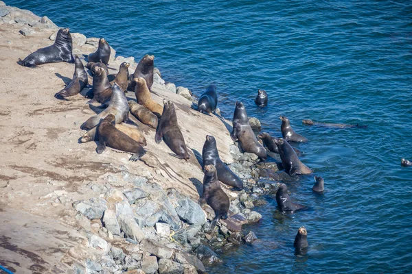 Fur Seals Nos Eua Nadando Dia Ensolarado — Fotografia de Stock
