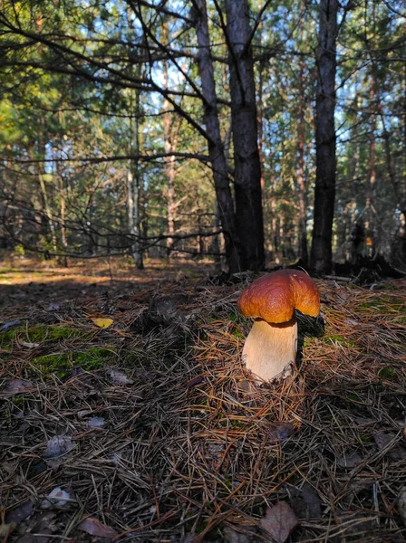 针叶树木中长着大蘑菇 — 图库照片