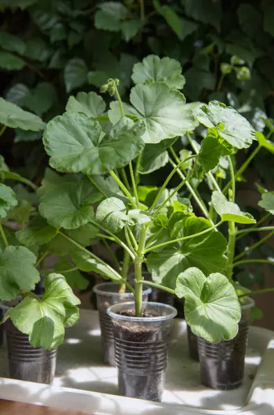 Plante Verzi Creștere Germeni — Fotografie, imagine de stoc