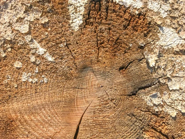 抽象的な背景 木の切りの質感 — ストック写真
