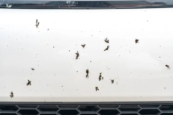 Insekt Auf Autoscooter Gestürzt Nahaufnahme — Stockfoto