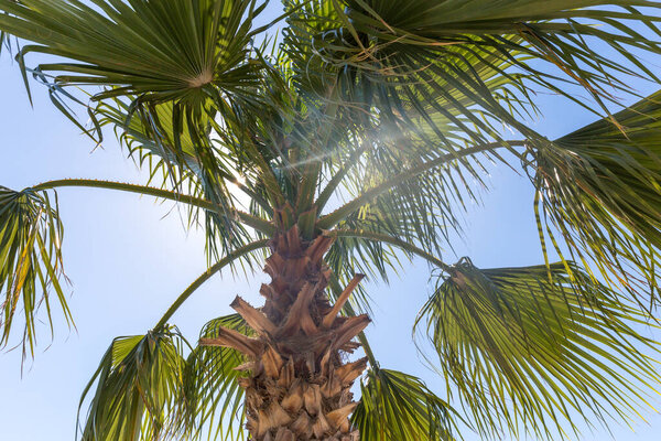 Palm tree close up