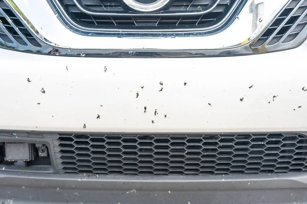 Araba Tampon Üzerinde Çöktü Böcek Yakın Çekim Fotoğraf — Stok fotoğraf