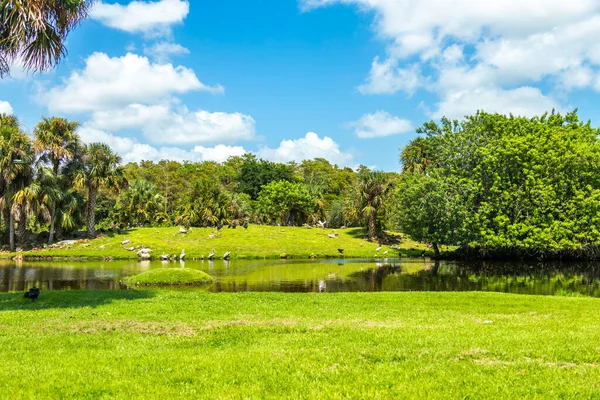 Lago Com Muitas Aves Parque Verão — Fotografia de Stock