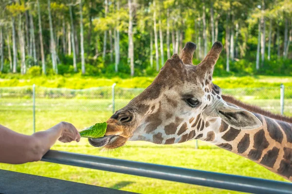 Visitantes Zoológico Alimentando Uma Girafa Plataforma Levantada — Fotografia de Stock