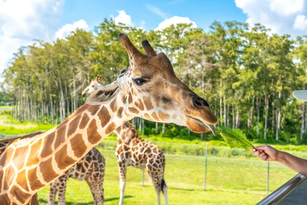 Zoobesucher Füttern Giraffe Von Hochplattform — Stockfoto