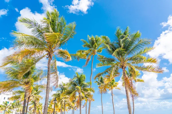 Beautiful Palm Trees Blue Sky Background —  Fotos de Stock