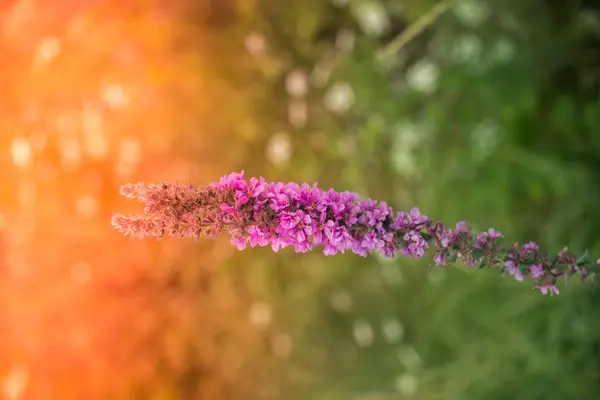 Blühende Schöne Bunte Wildblumen Sicht — Stockfoto