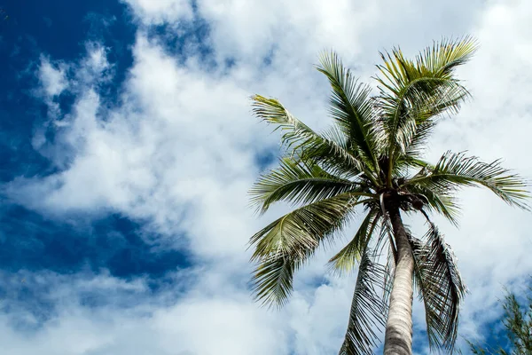 ココナッツの木の下で空を見上げます — ストック写真