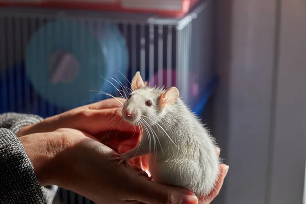 Szczur Siedzi Jego Rękach Przy Dziewczynie — Zdjęcie stockowe