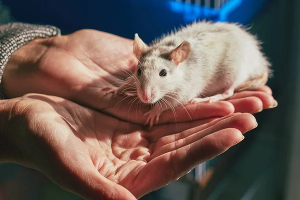 Szczur Naturze Rękach — Zdjęcie stockowe