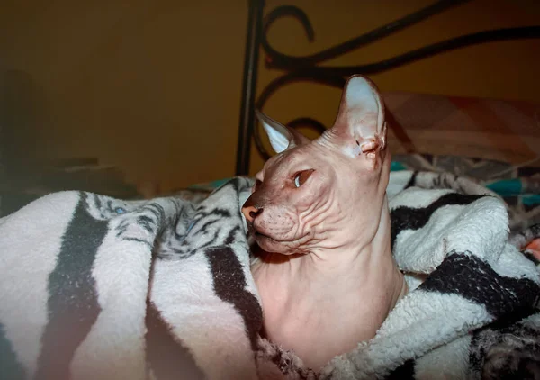 毛布の下にベッドの上に横たわるスフィンクス猫 — ストック写真