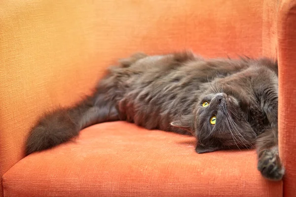 毛茸茸的灰色猫皮肖像画橙色扶手椅 — 图库照片