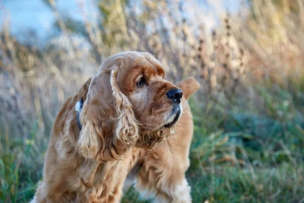 在草地上的英式猎狗 — 图库照片
