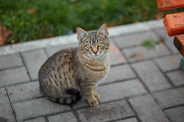 Μια Γκρίζα Γάτα Πράσινα Μάτια Κάθεται Πλάκες Πλακόστρωσης Αδέσποτη Γάτα — Φωτογραφία Αρχείου