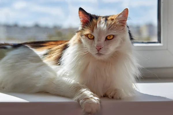 Красива Триколірна Кішка Дивиться Камеру — стокове фото