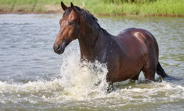 Krásný Čistokrevný Kůň Plave Vodě Jezera — Stock fotografie
