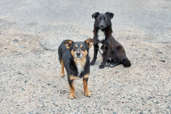 两只狗在等美味 两只无家可归的狗 — 图库照片