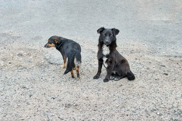 Две Бездомные Собаки Две Собаки Ждут Вкусняшку — стоковое фото