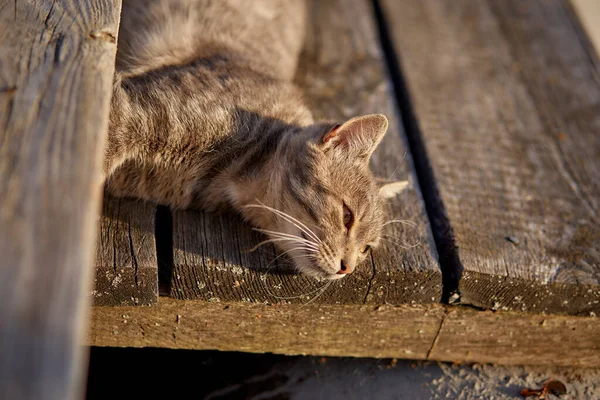 Beautiful Grey Cat Sitting Yard — Fotografia de Stock