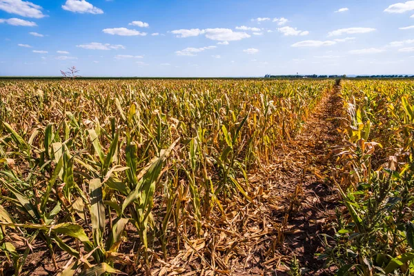 Вид Поле Сухой Кукурузы — стоковое фото